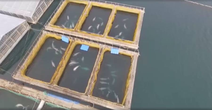 Aerial Photo Of Whale Jail