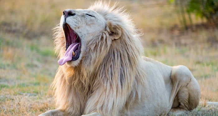 mufasa white lion mufasa white lion