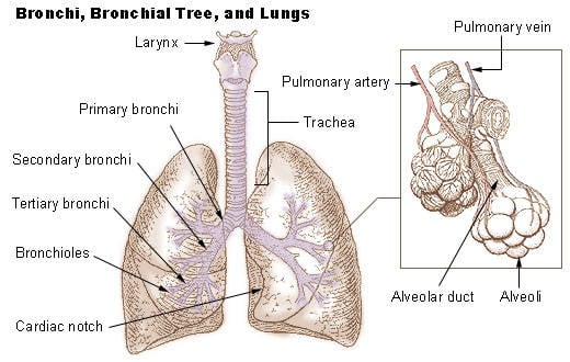 Illu_bronchi_lungs