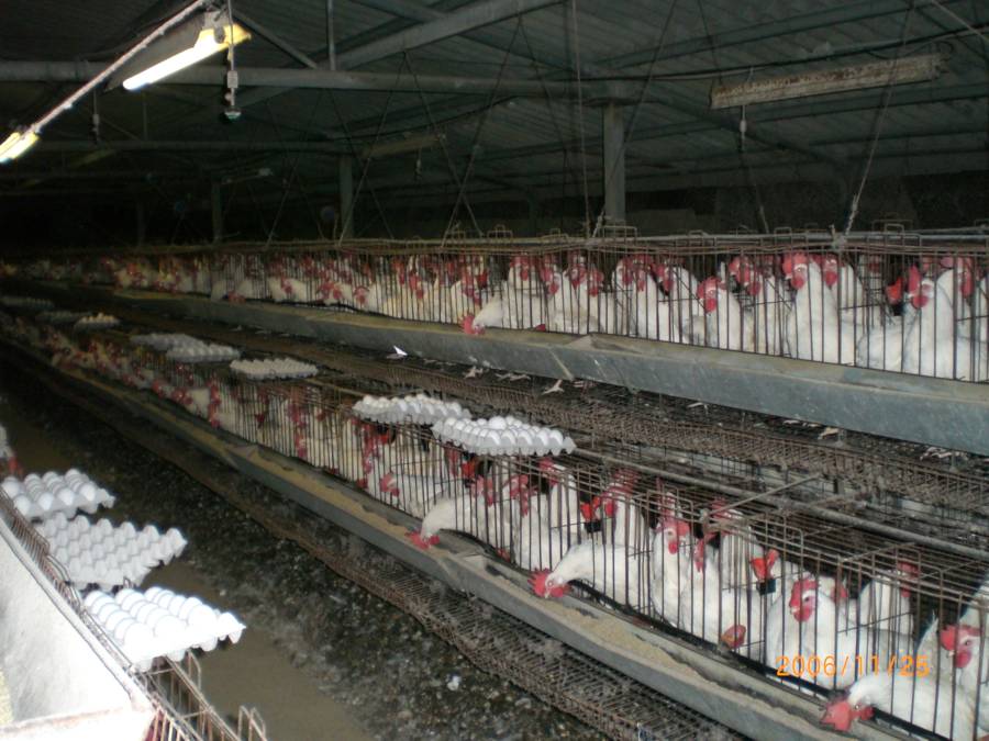 Industrial Chicken Coop