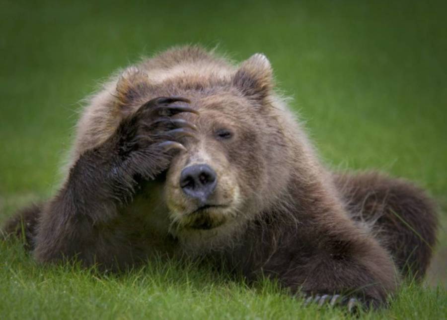 Funny Animal Pictures 33 Photos That Will Make You Smile Funny Animal Pictures 33 Photos That Will Make You Smile