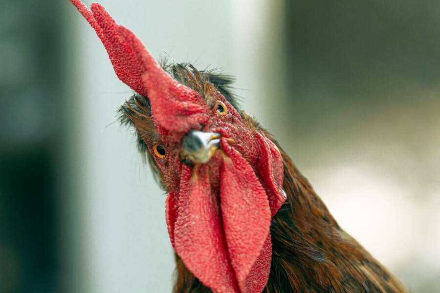 Chicken Bones Human Legacy