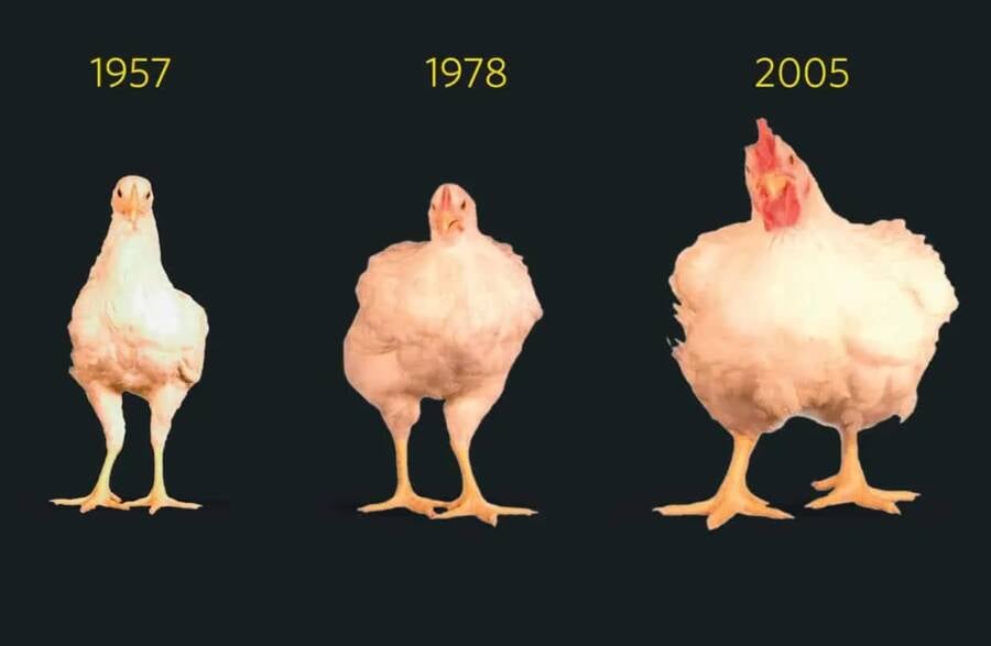 Chicken Size Over Time