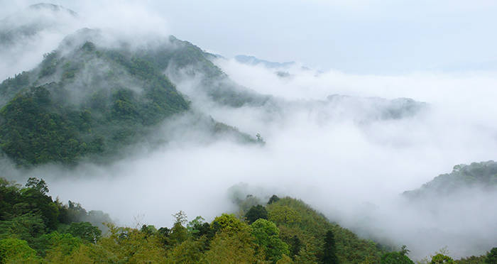 Demystifying The Wonder Behind The Tropical Cloud Forest