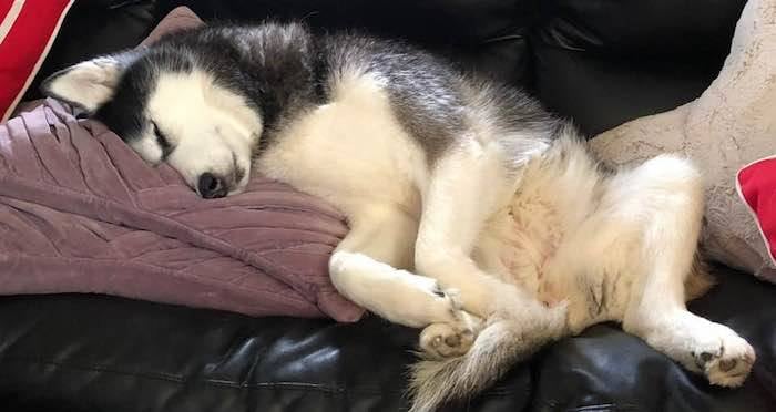 This Woman's Siberian Husky Has Detected Her Cancer Three Times