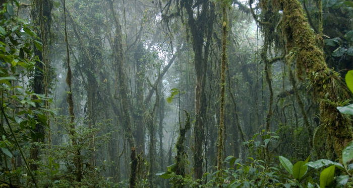 Demystifying The Wonder Behind The Tropical Cloud Forest