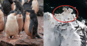 Penguin Poop Satellite Image