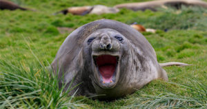 Seal Mouth Open