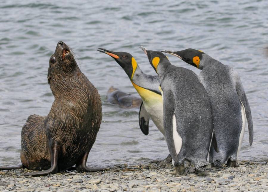 Funny Animal Pictures Seal And Penguin