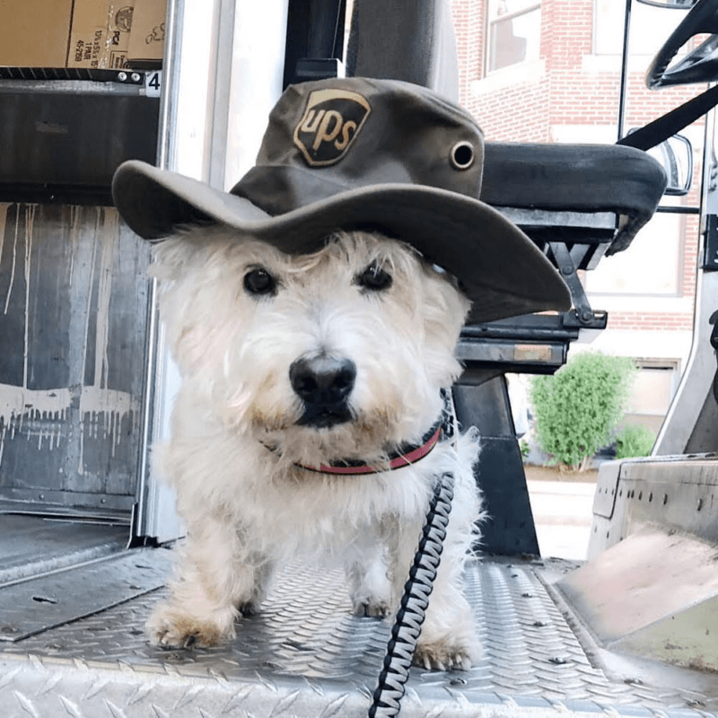 UPS Dogs, The Facebook Group, Is Taking The Internet By Storm