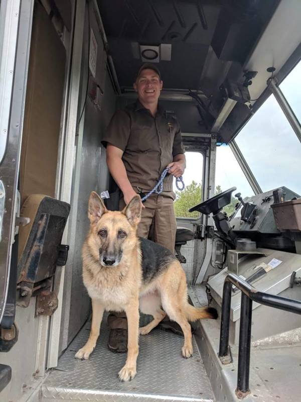 UPS Delivery Man And German Shepherd