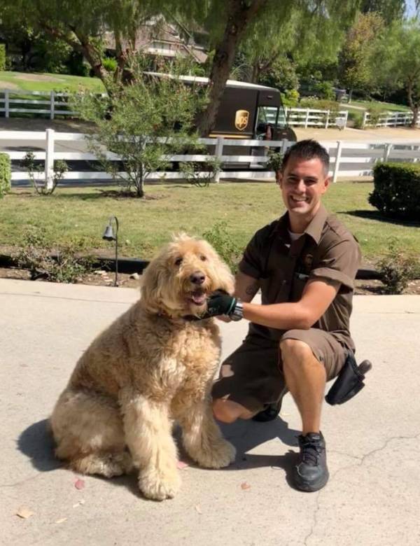 UPS Dogs, The Facebook Group, Is Taking The By Storm