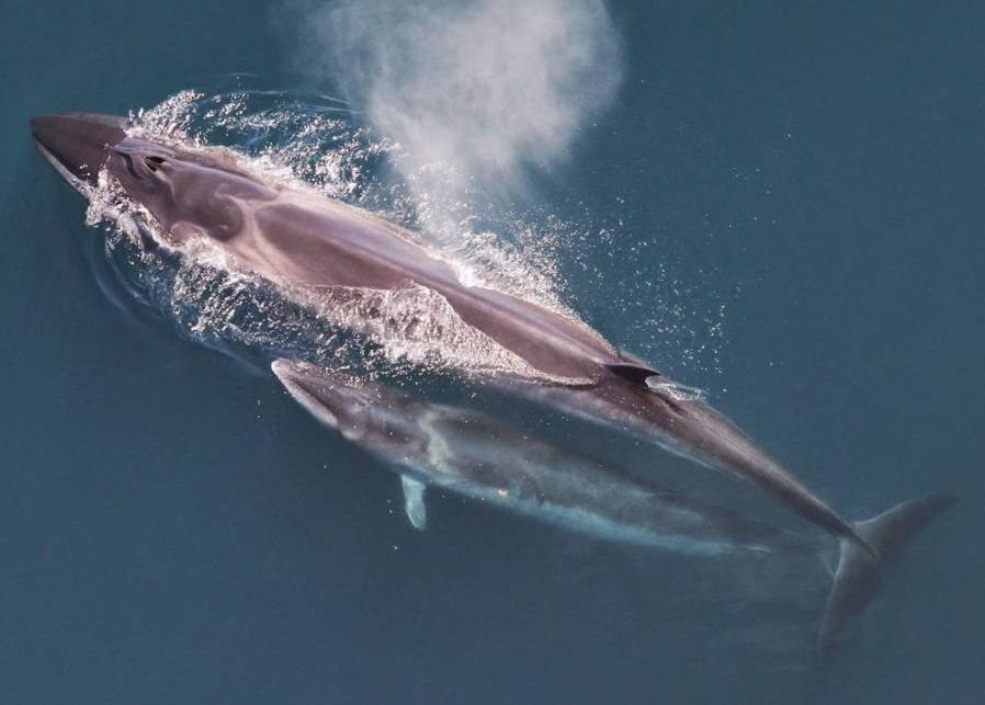 Sei Whale Mother And Calf