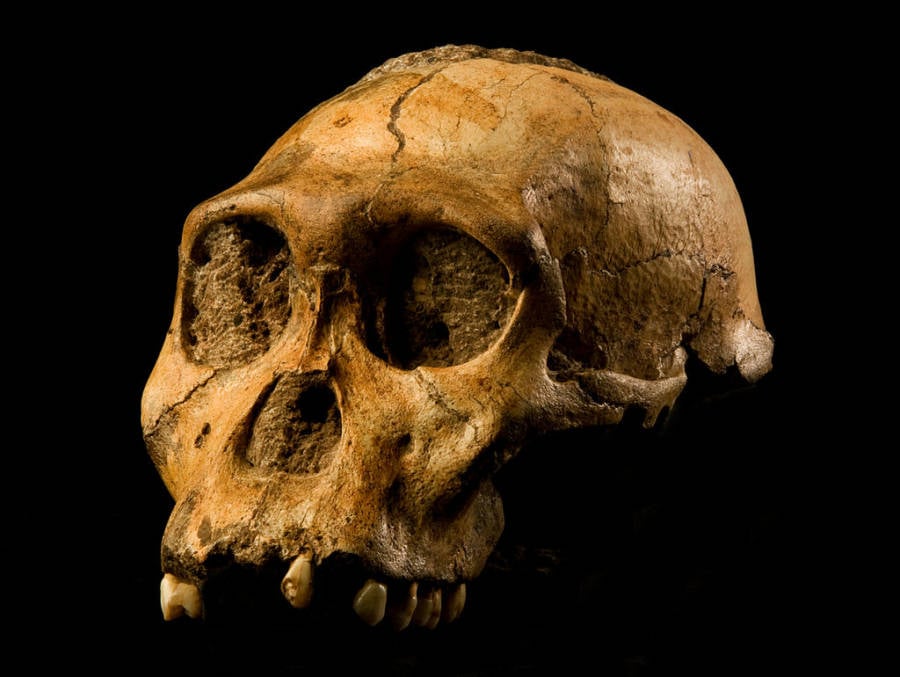 Au Sediba Skull