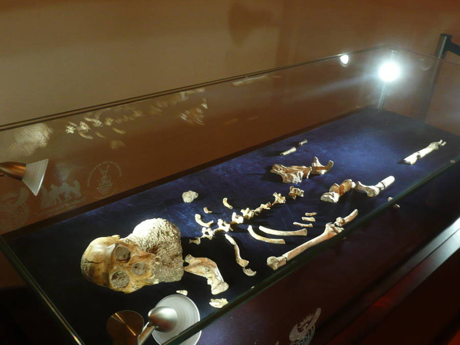 Au. Sediba Full Skeleton Display