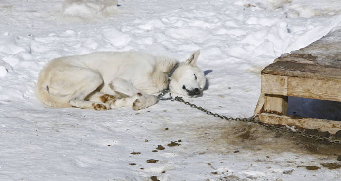 New Law Says Jail Time For Owners Who Leave Dogs Out In Cold