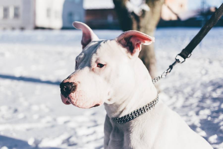 Dog Leashed In Snow