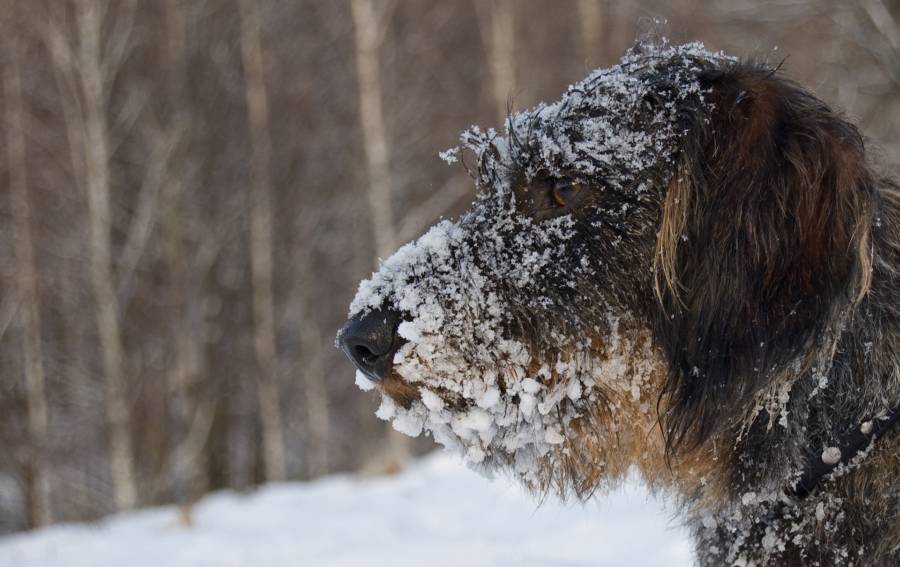Dog Outside In Winter
