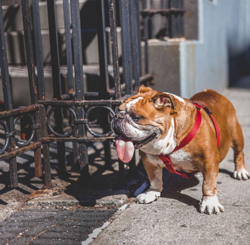 Dog Panting Outside