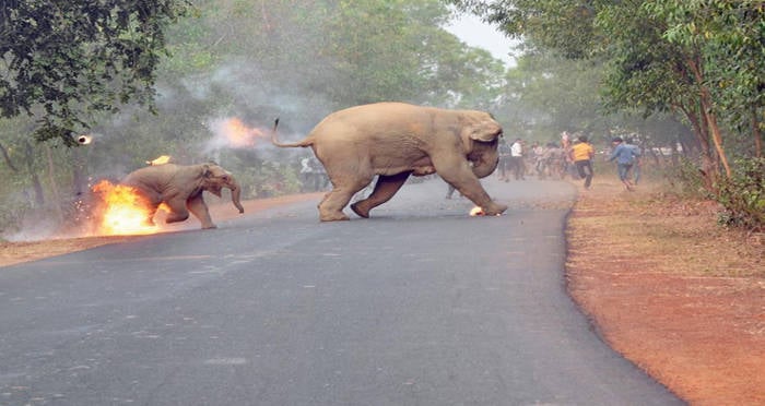 21 Devastating Photos Of India's Accelerating Human-Elephant Conflict