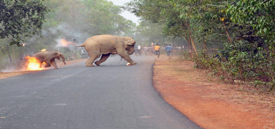 Elephant Calf Firebomb Leg