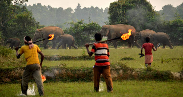 Vanishing Giants: Unraveling the Enigma of Asian Elephant Endangerment