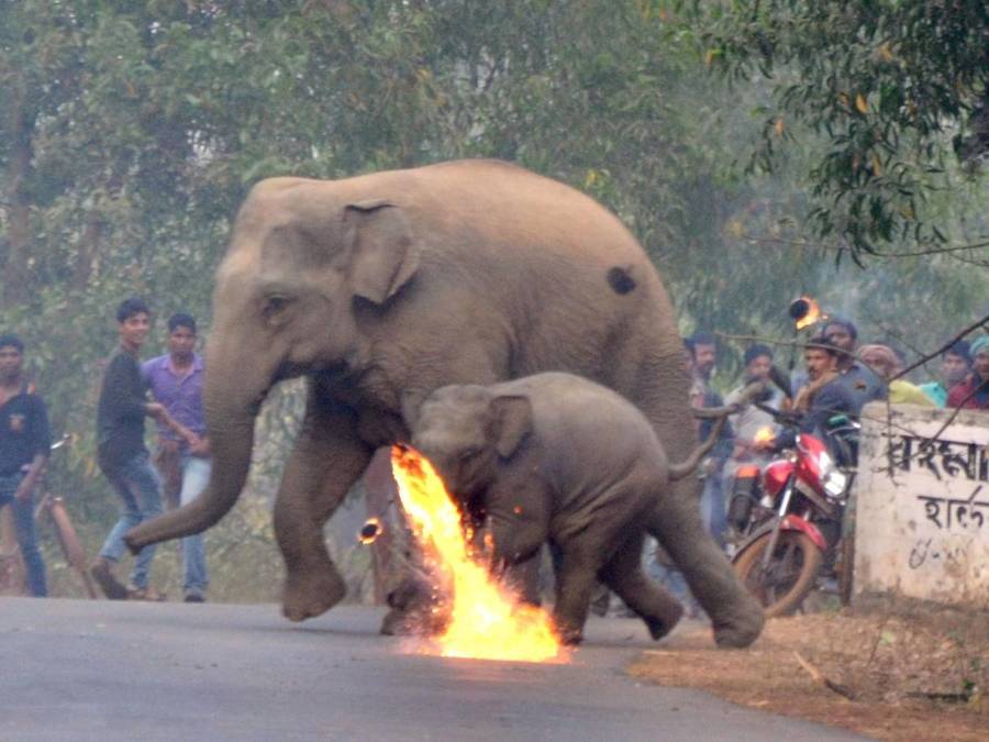 Elephant Firebombed