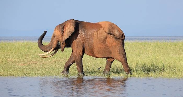Elephant In Zimbabwe