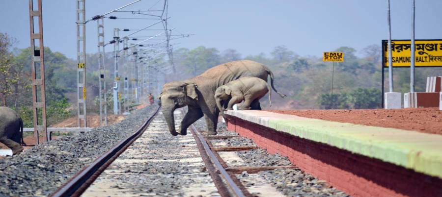 Elephant Railway Crossing