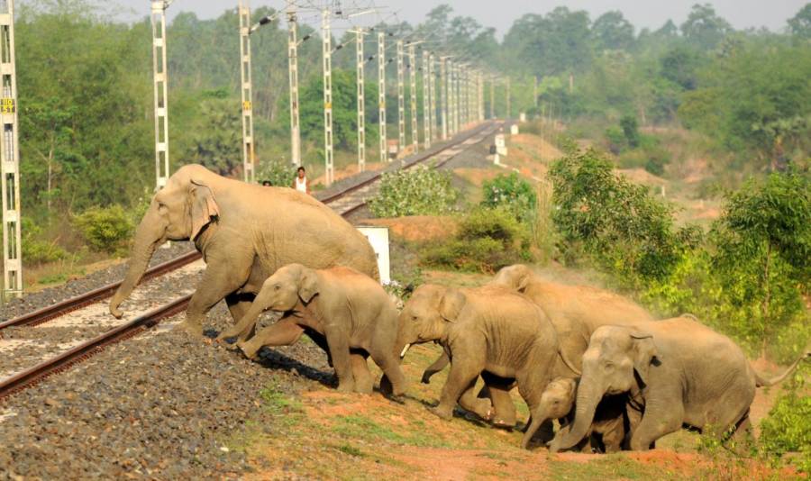 Elephants Crossing Tracks