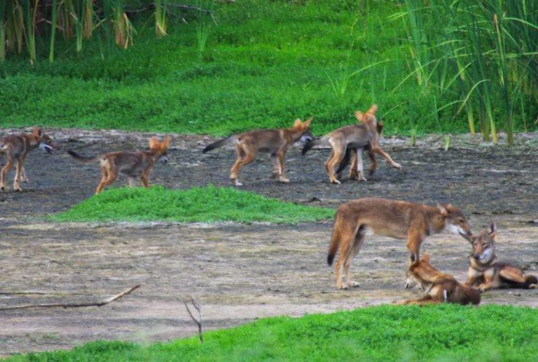 dna-of-extinct-red-wolf-found-in-a-pack-of-wild-dogs-in-texas