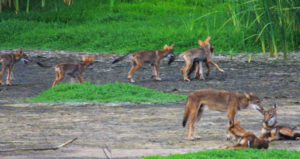 Galveston Red Wolf Dogs