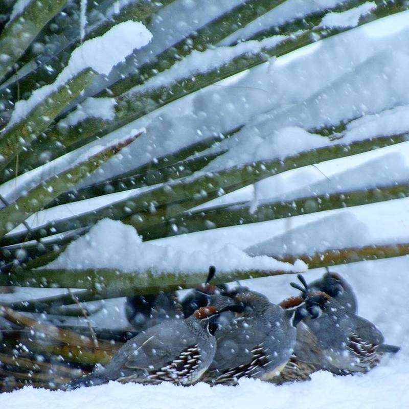 Huddled Birds Snow
