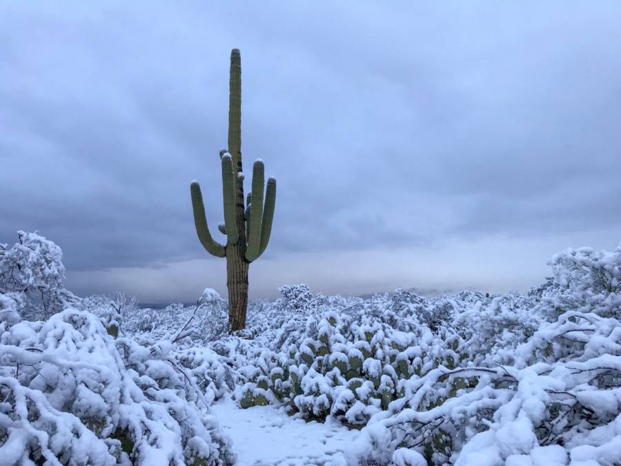 Lone Desert Cactus Snow