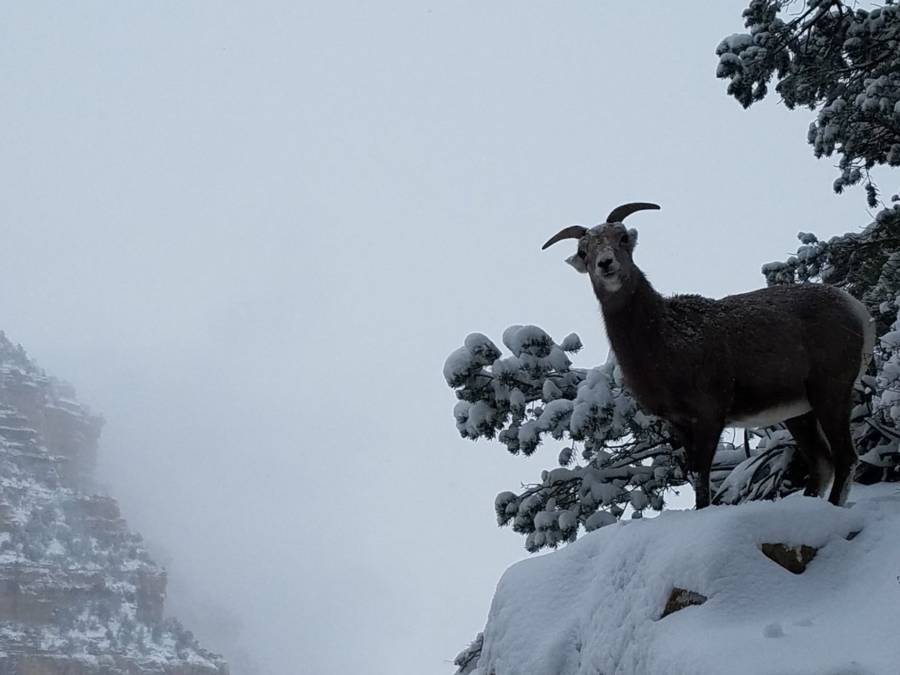 Mountain Goat Snowstorm