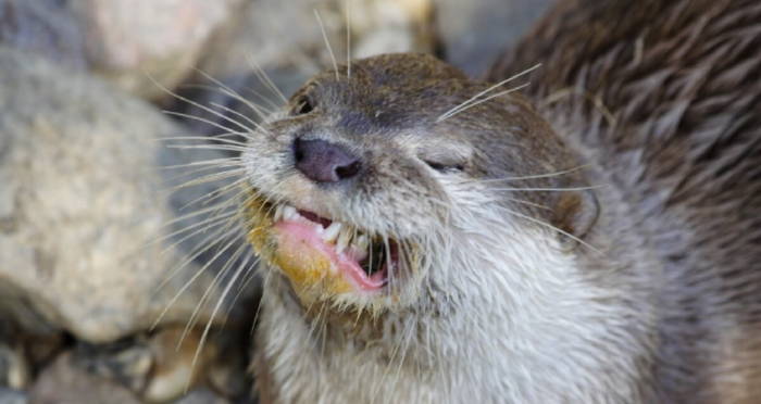 Florida Otter Terrorizes Locals Before Finally Being Shot By Police