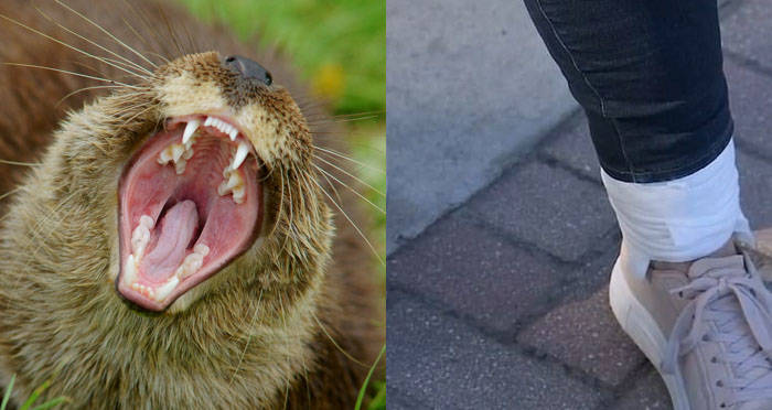 Florida Otter Terrorizes Locals Before Finally Being Shot By Police