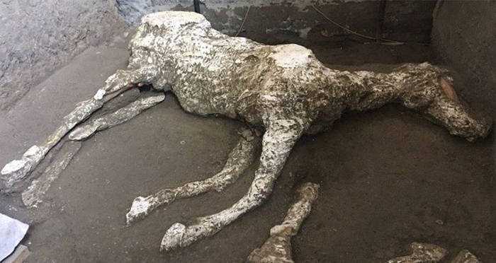 Pompeii Horse Prepped To Rescue Victims Found Preserved In Stables