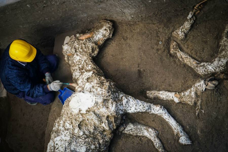 Pompeii Horse