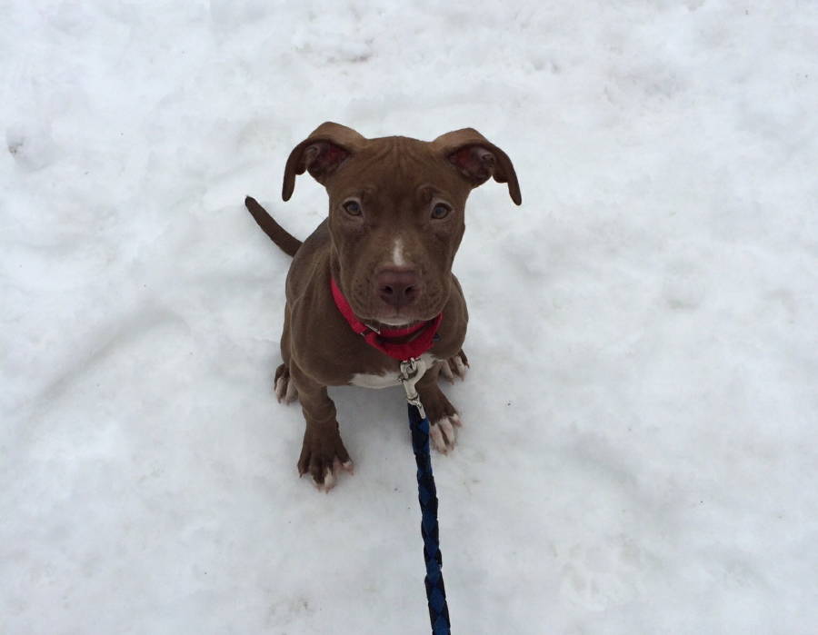 Puppy In Snow