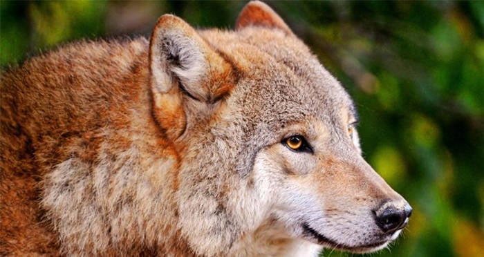 red-wolf-closeup.jpg