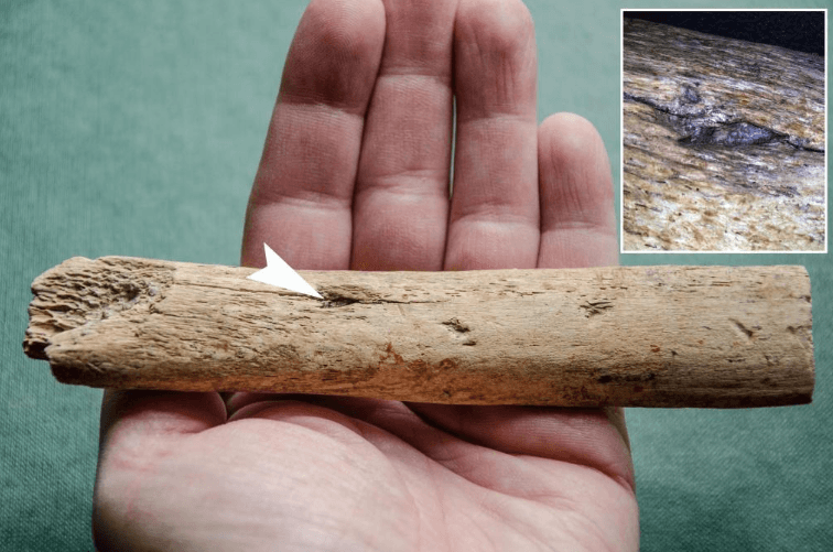 Mammoth Rib With Flint Fragment