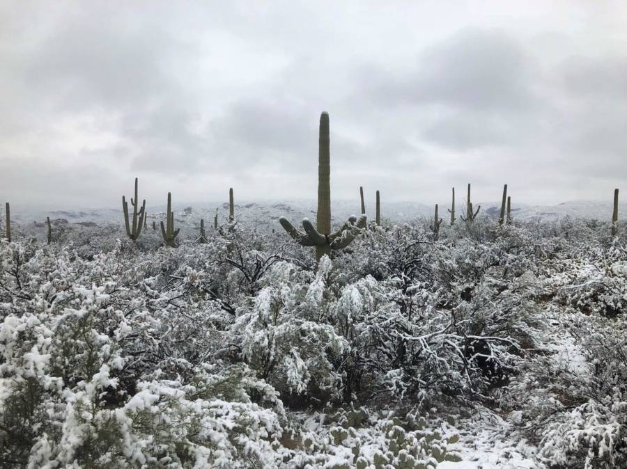 Saguaro Arizona Winter Wonderland