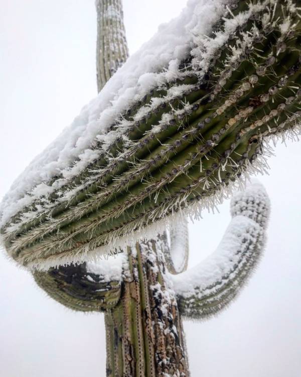 Saguros Snow Hugs