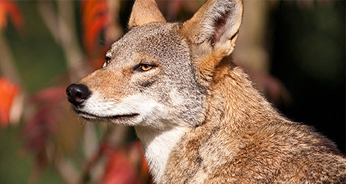 DNA Of Extinct Red Wolf Found In A Pack Of Wild Dogs In Texas