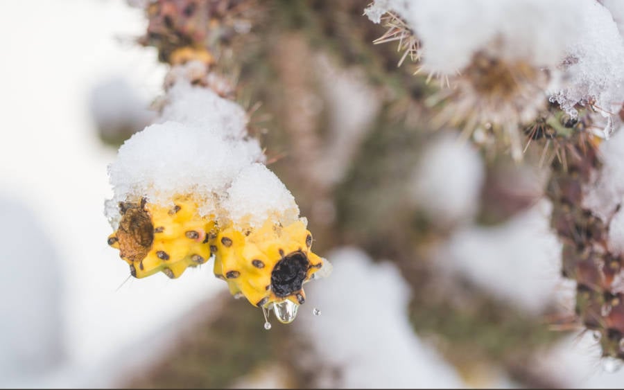 Snowy Yellow Berries