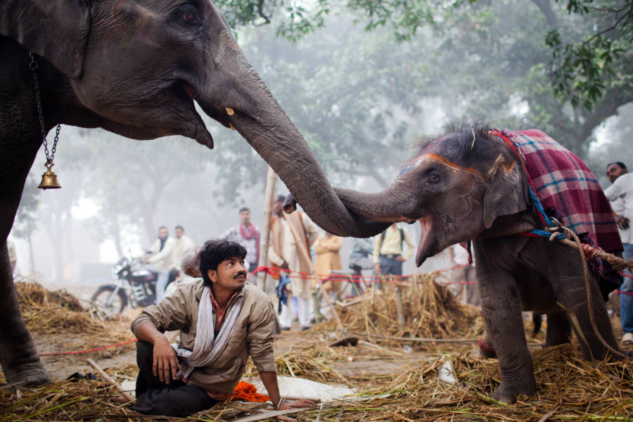 21 Devastating Photos Of India's Accelerating Human-Elephant Conflict