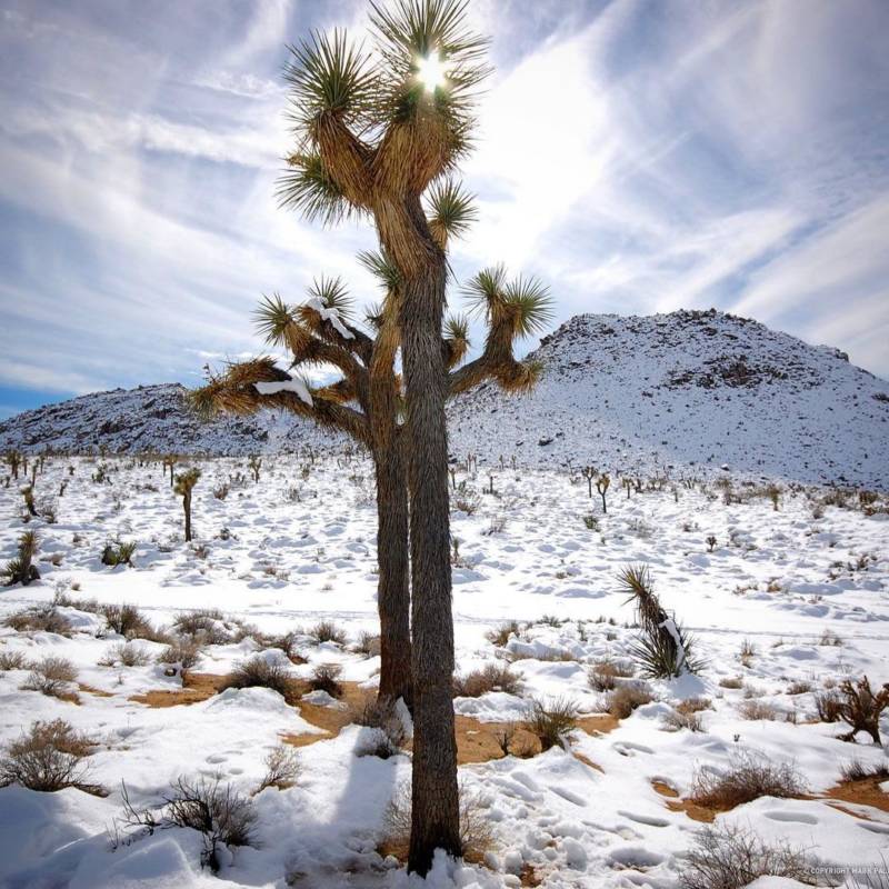 Sun Through Snowy Tree