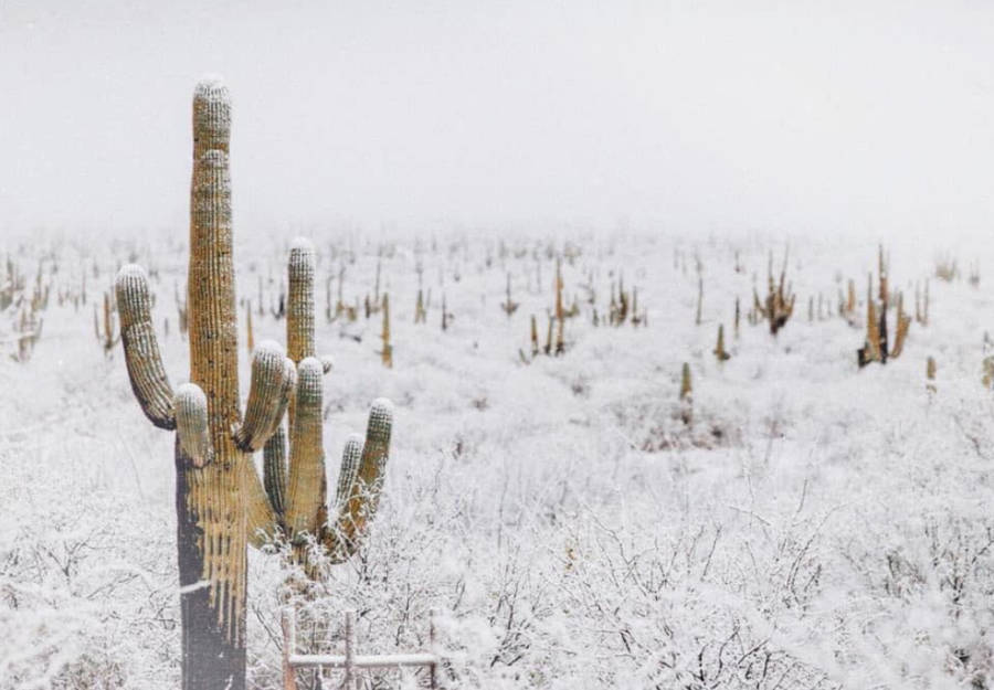 Winter White Skies Cacti