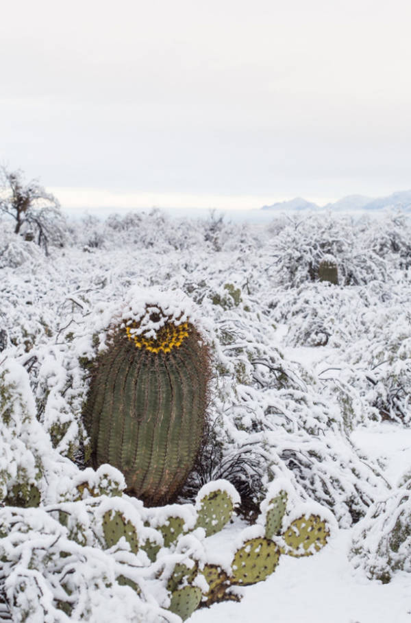 Yellow Cactus Hiding Winter